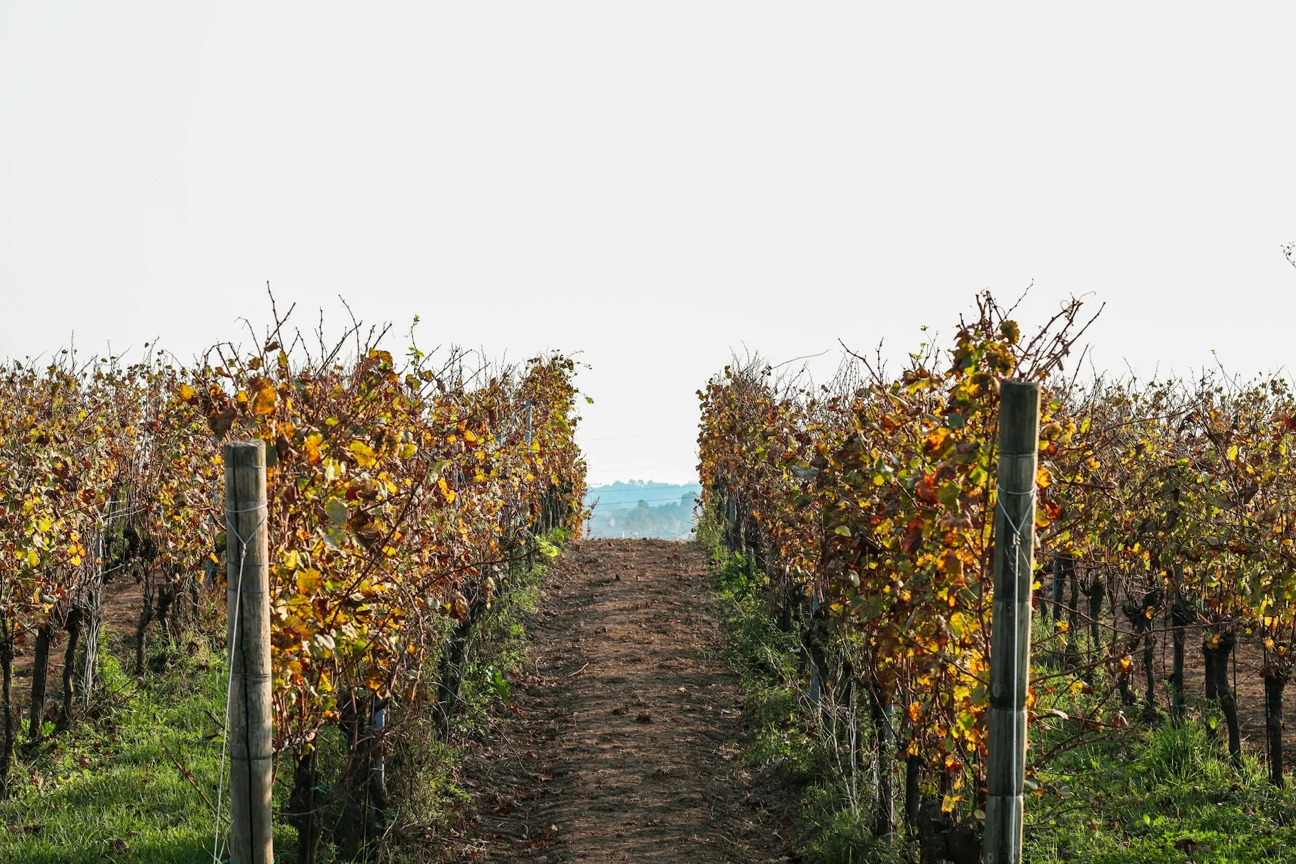 La Kakhétie : paysages de vignes et de lumière