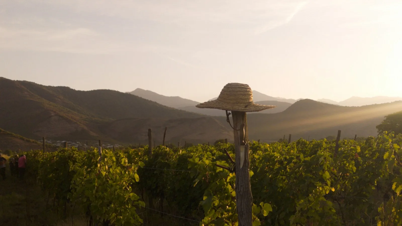 Vignes et cave en Kakhétie avec les montagnes du Caucase en arrière-plan, lors d'une dégustation de vin géorgien