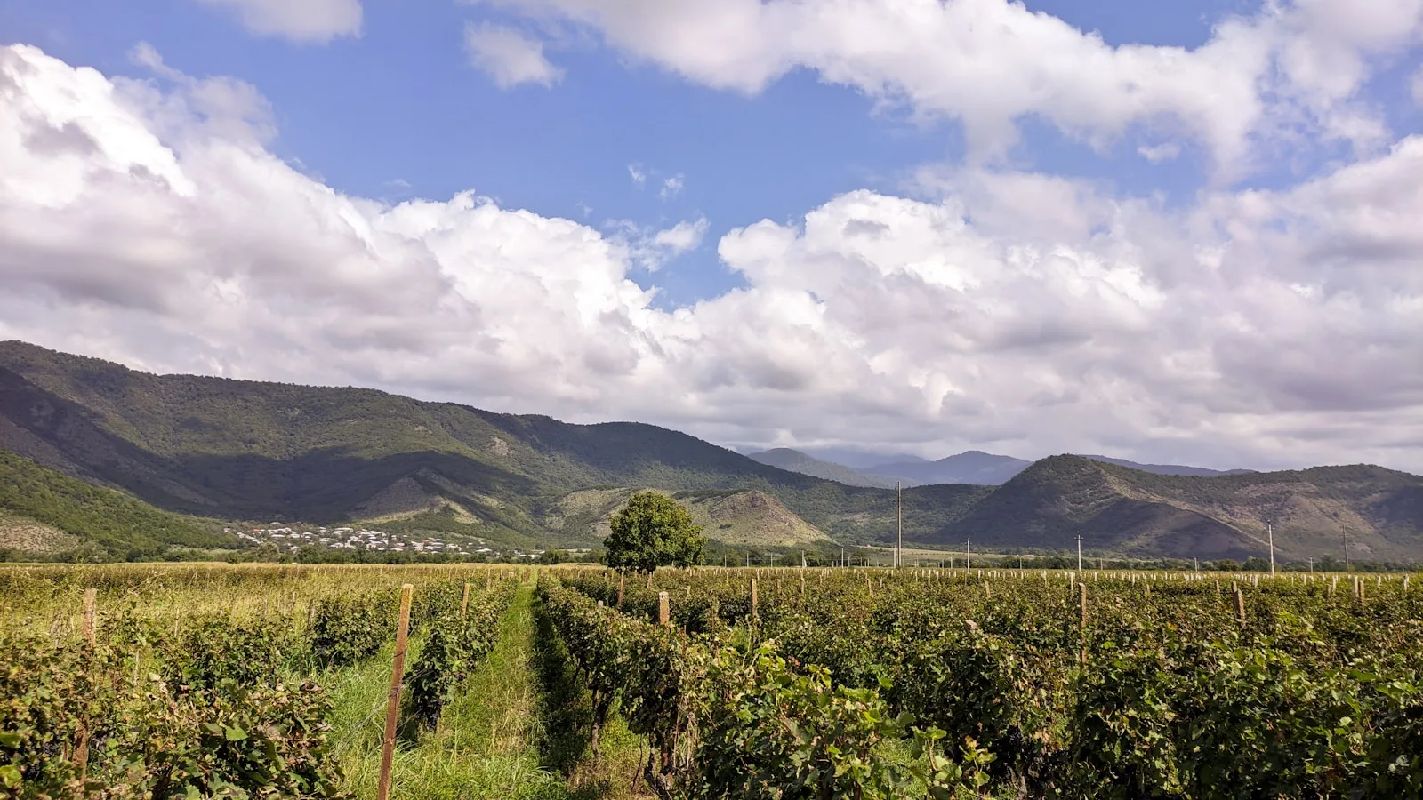 Le vin de Kakhétie : dégustations et domaines autour de Sighnaghi